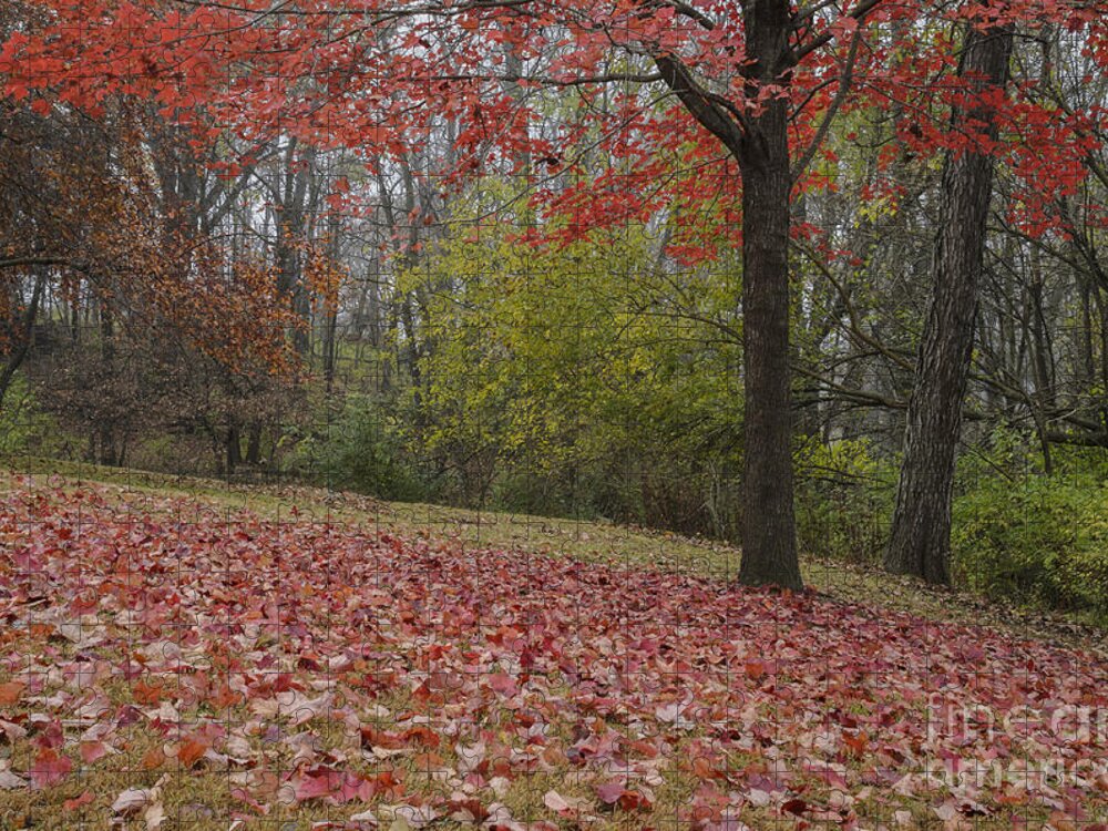 Red Maple Tree Jigsaw Puzzle featuring the photograph Bright Red Maple Tree by Tamara Becker
