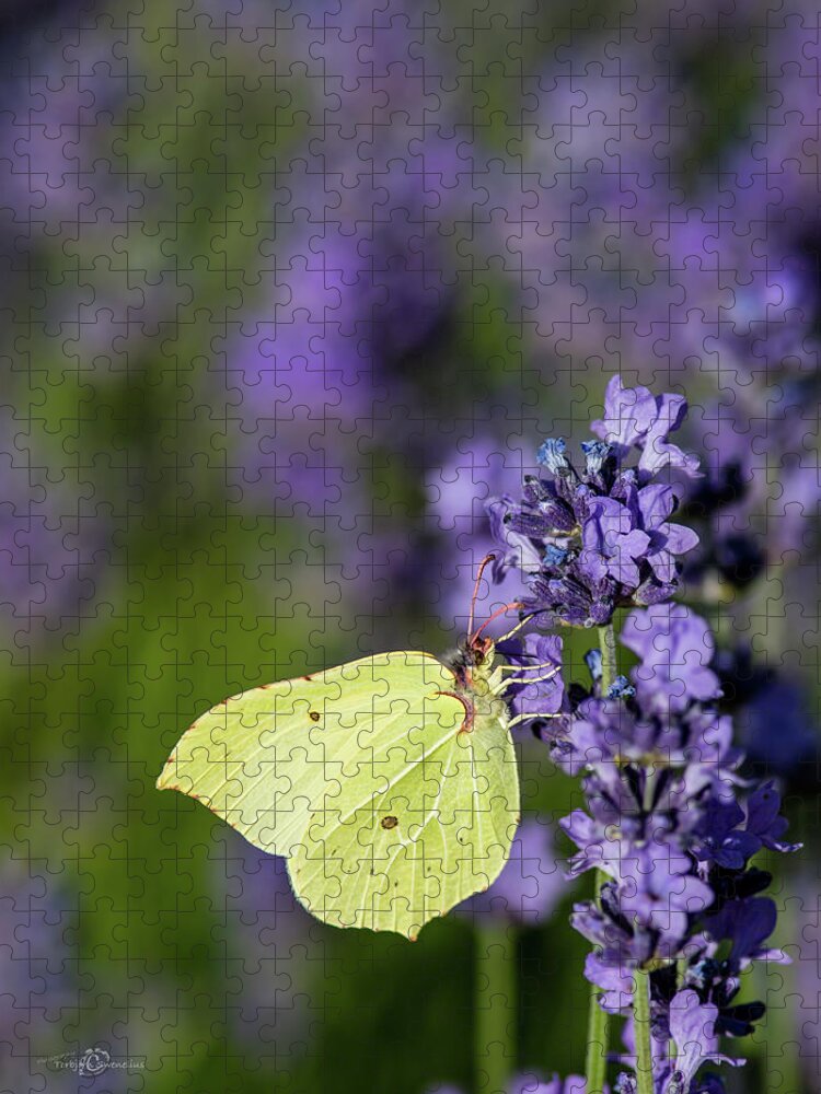 Brimstone Jigsaw Puzzle featuring the photograph Brimstone butterfly and the lavender by Torbjorn Swenelius