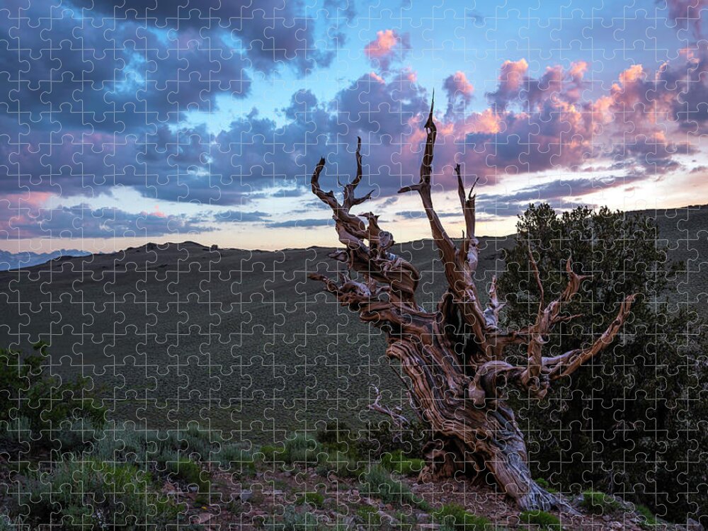 Landscape Jigsaw Puzzle featuring the photograph Bristlecone Pine Sunset 2 by Scott Cunningham