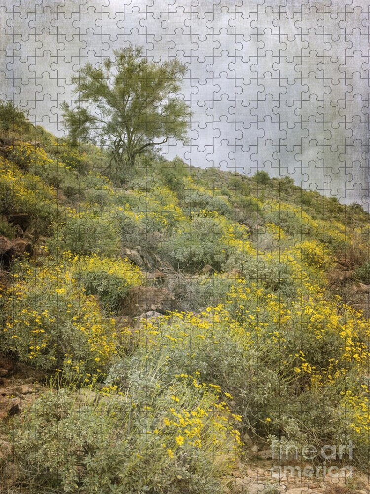 Brittle Bush Jigsaw Puzzle featuring the photograph Brittlebush Wildflowers by Tamara Becker