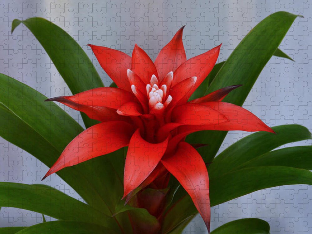 Bromeliad Jigsaw Puzzle featuring the photograph Bromeliad by Terence Davis