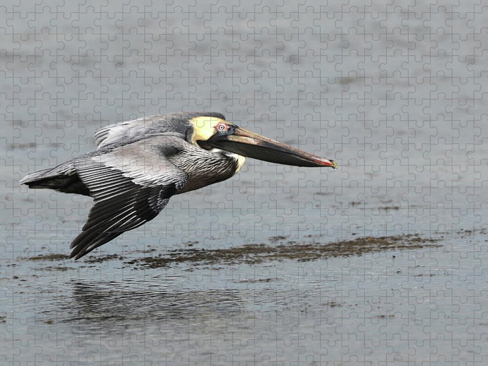 Brown Jigsaw Puzzle featuring the photograph Brown Pelican in flight by Jack Nevitt