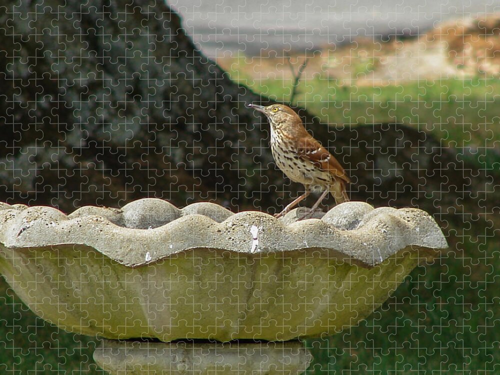 Bird Jigsaw Puzzle featuring the photograph Brown Thrasher Bath by Carl Moore