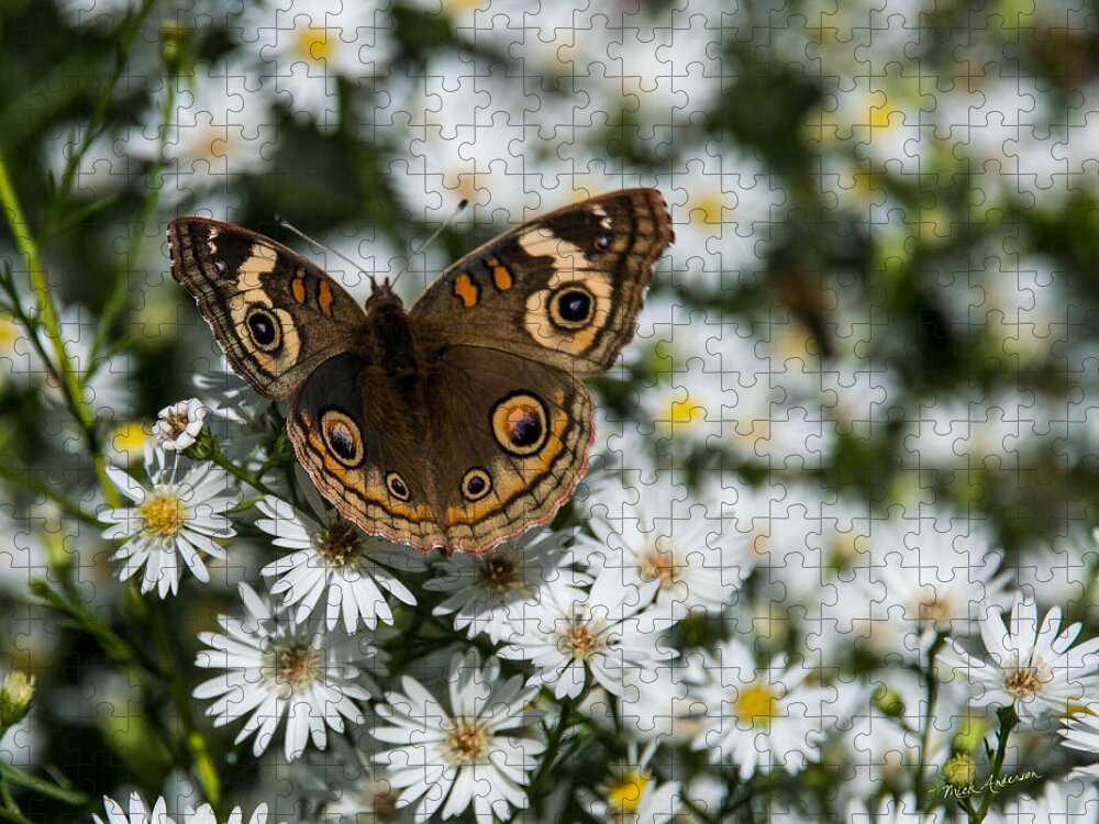 Buckeye Jigsaw Puzzle featuring the photograph Buckeye Butterfly on Heath Aster by Mick Anderson