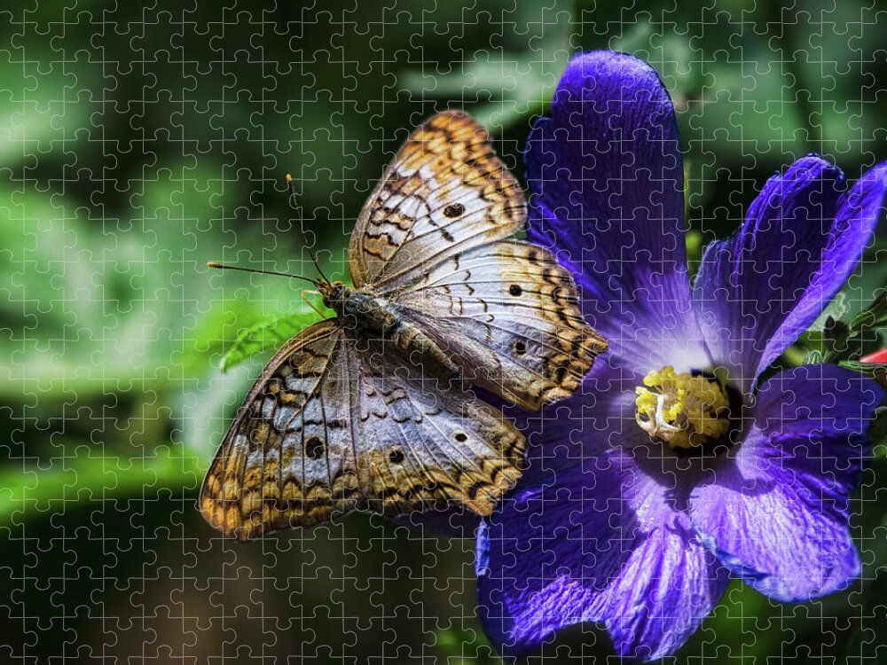 White Peacock Butterfly Jigsaw Puzzle featuring the photograph White Peacock Butterfly on Purple Flower by Saija Lehtonen