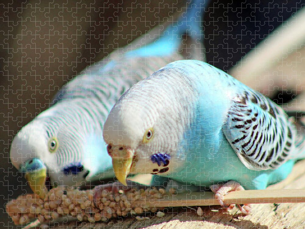 Budgie Jigsaw Puzzle featuring the photograph Budgies Snacking by Cynthia Guinn