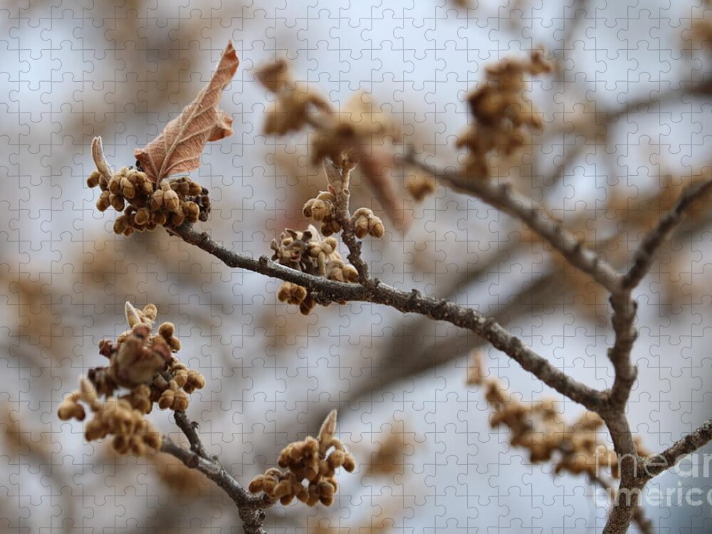 Gray Jigsaw Puzzle featuring the photograph Buds on Winter Branch in Brown and Gray by Carol Groenen