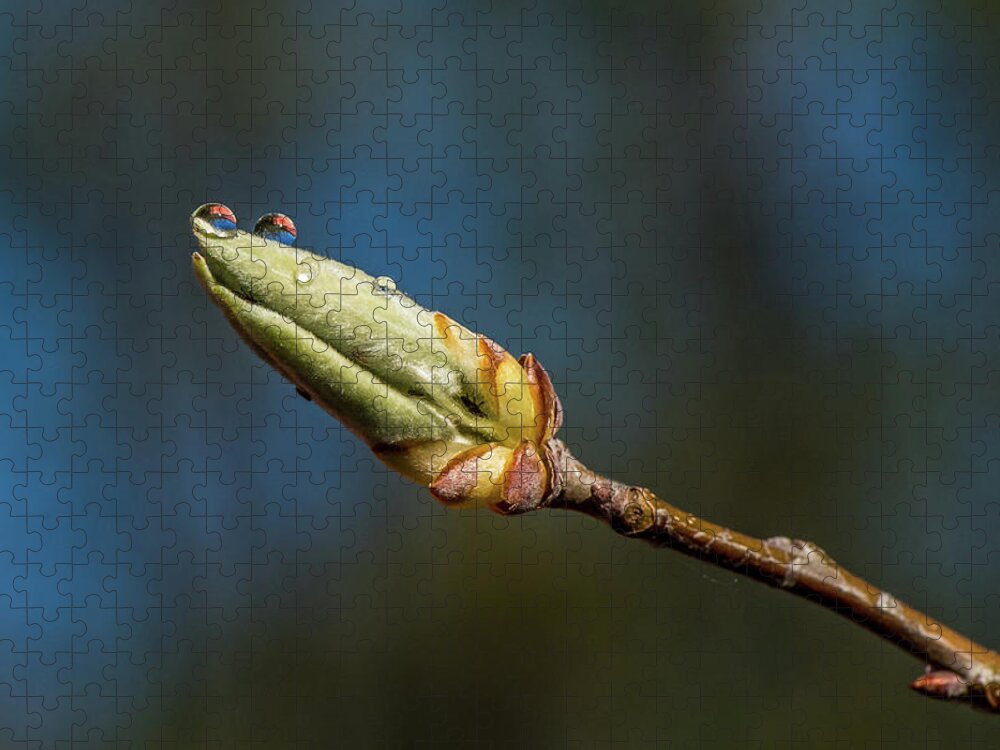 Bud Jigsaw Puzzle featuring the photograph Buds with Water Drops by Paul Freidlund