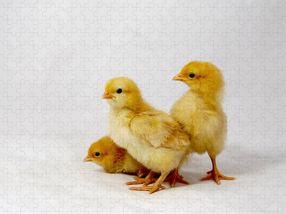 Adorable Jigsaw Puzzle featuring the photograph Buff Orpington Trio by Richard Reeve