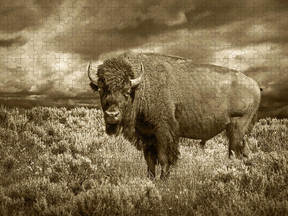 Buffalo Jigsaw Puzzle featuring the photograph Buffalo Bison at Yellowstone in Sepia by Randall Nyhof