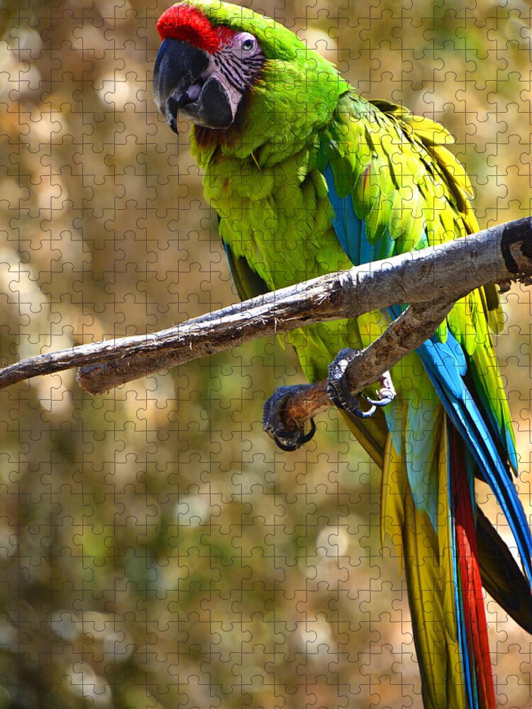 Macaw Jigsaw Puzzle featuring the photograph Buffon's Macaw by Mike Martin