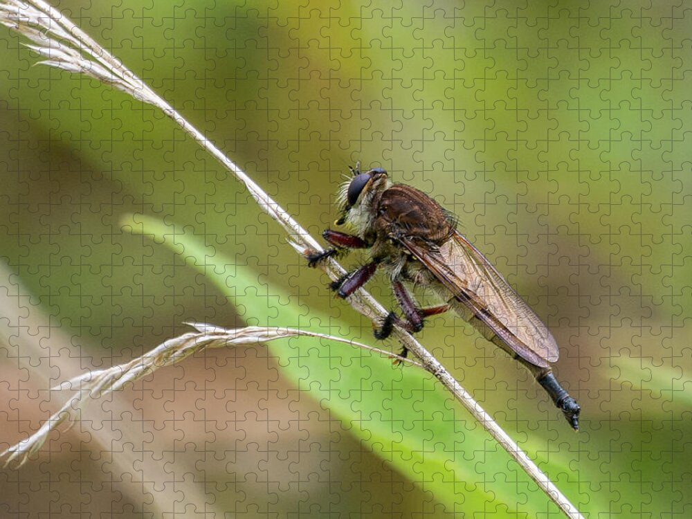 Wildlife Jigsaw Puzzle featuring the photograph Bug On A Stem by John Benedict