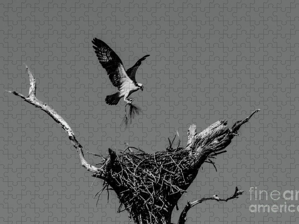 Building Nest Jigsaw Puzzle featuring the photograph Building Nest, Osprey by Felix Lai