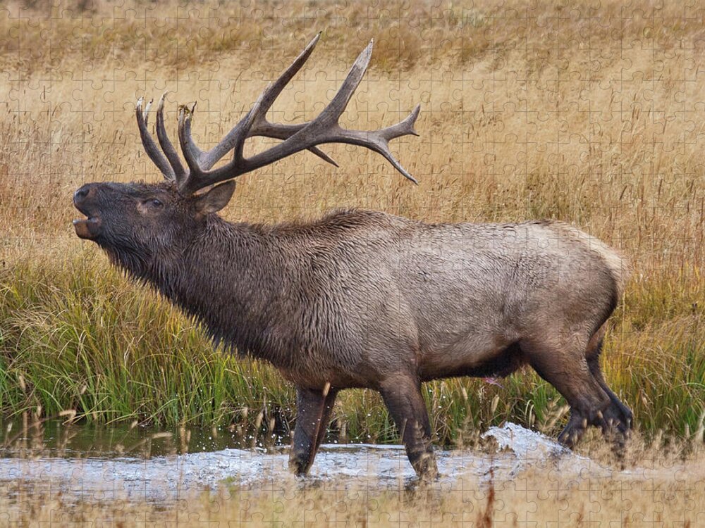 Elk Jigsaw Puzzle featuring the photograph Bull Elk in Yellowstone by Wesley Aston