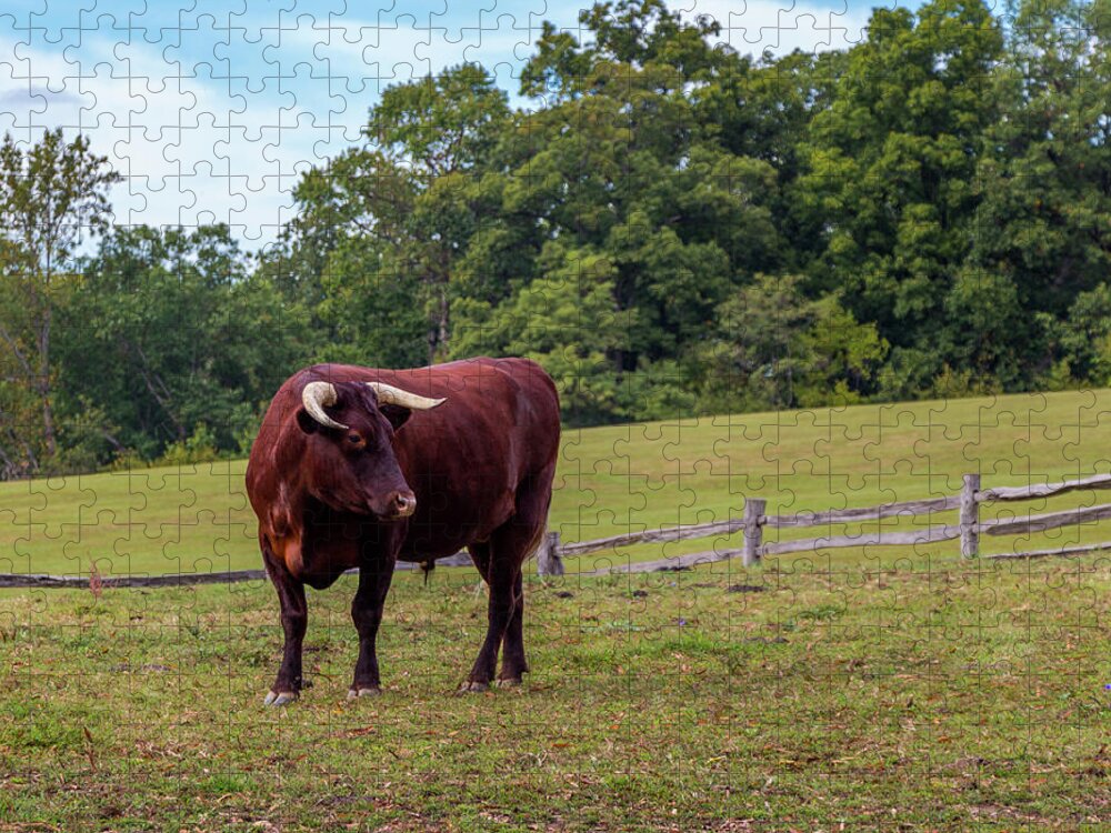  Bull Jigsaw Puzzle featuring the photograph Bull in Field by Ed Clark