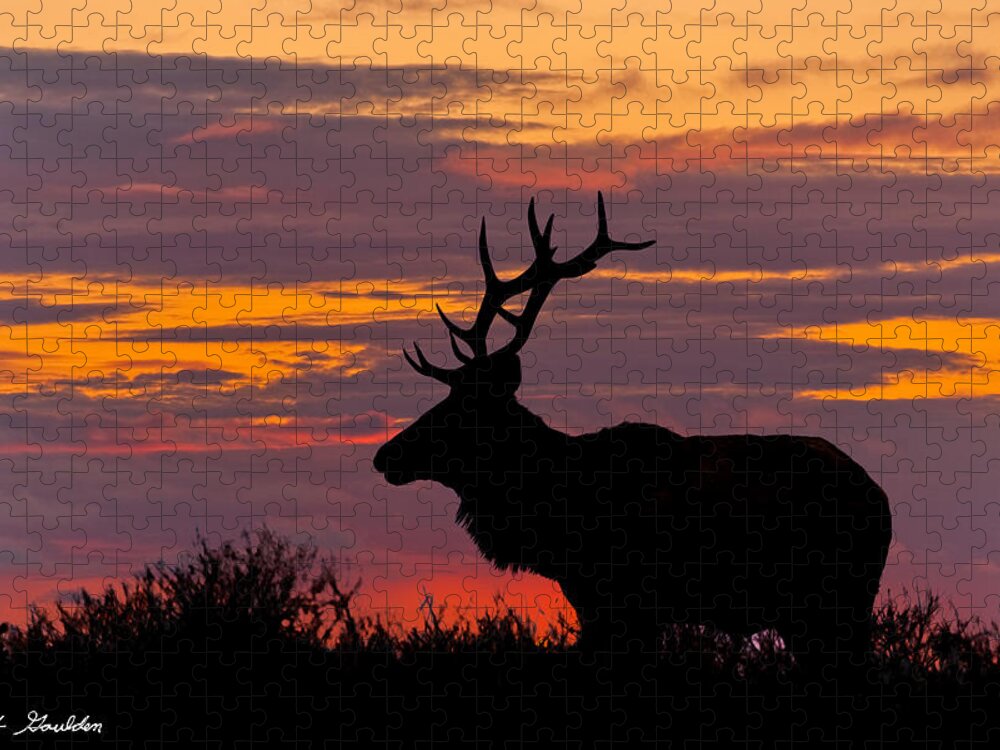 Animal Jigsaw Puzzle featuring the photograph Bull Tule Elk Silhouetted at Sunset by Jeff Goulden