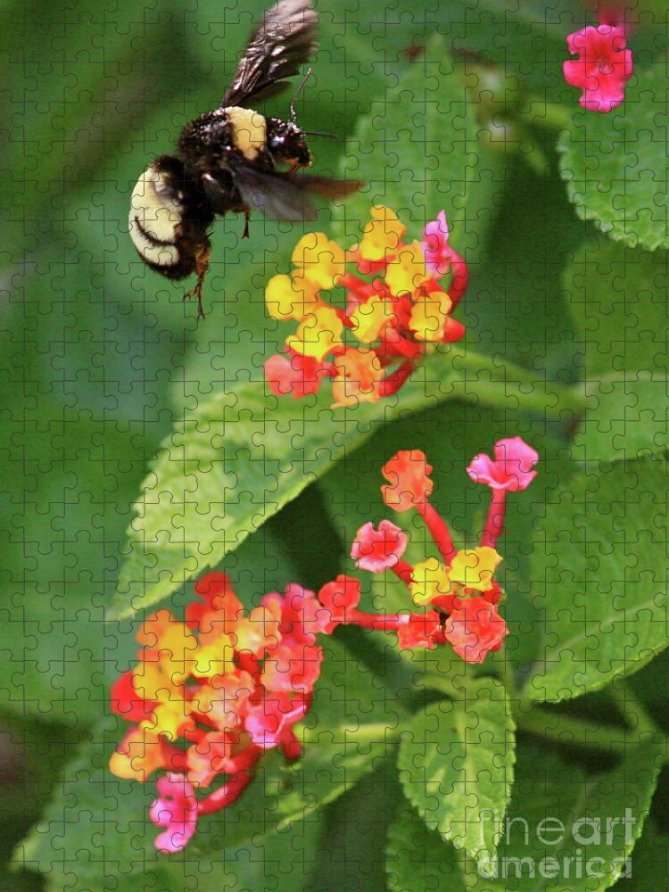 Bee Jigsaw Puzzle featuring the photograph Bumble Bee in Flight by Carol Groenen