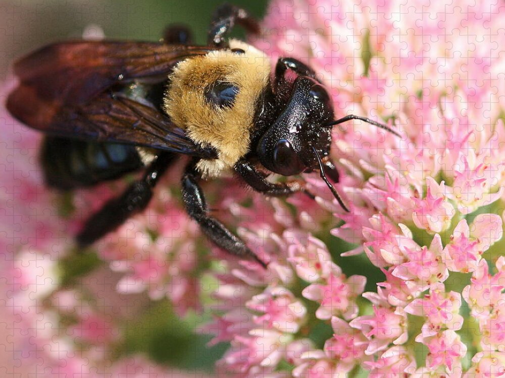Bee Jigsaw Puzzle featuring the photograph Bumble Bee Macro by Angela Rath