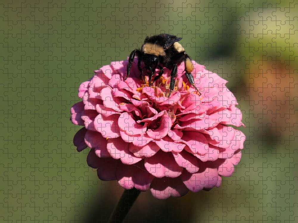 Bumble Bee Jigsaw Puzzle featuring the photograph Bumble Bee on Zinnia 2649 by John Moyer