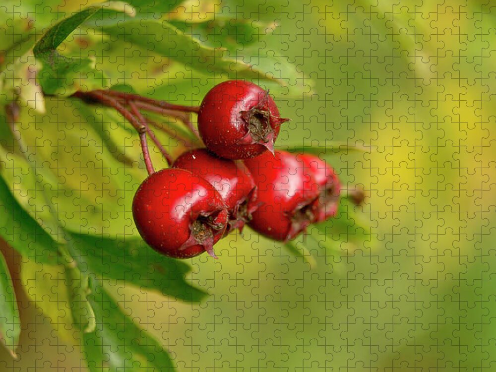 Bunch Jigsaw Puzzle featuring the photograph Bunch of Hawthorn berries by Elena Perelman