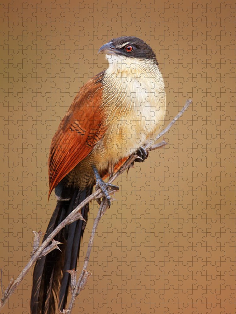 Bird Jigsaw Puzzle featuring the photograph Burchell's coucal - Rainbird by Johan Swanepoel