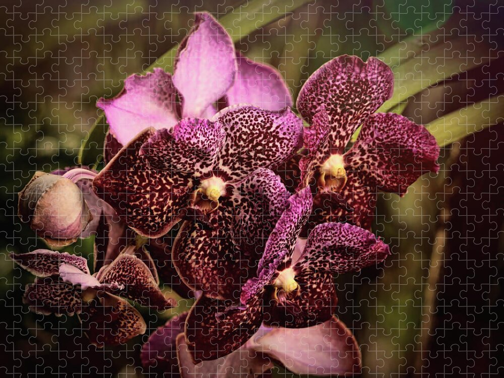 Orchids Jigsaw Puzzle featuring the photograph Burgundy Treasures by Judy Vincent