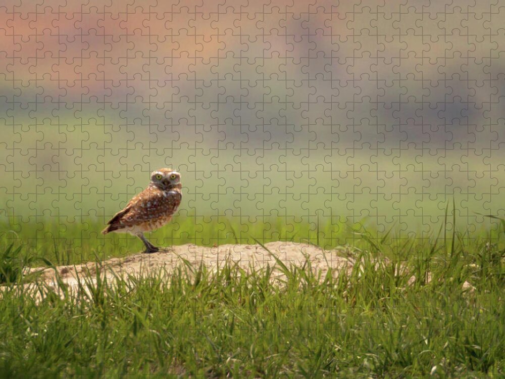 Burrowing Owl Jigsaw Puzzle featuring the photograph Burrowing Owl 1 by Susan Rissi Tregoning