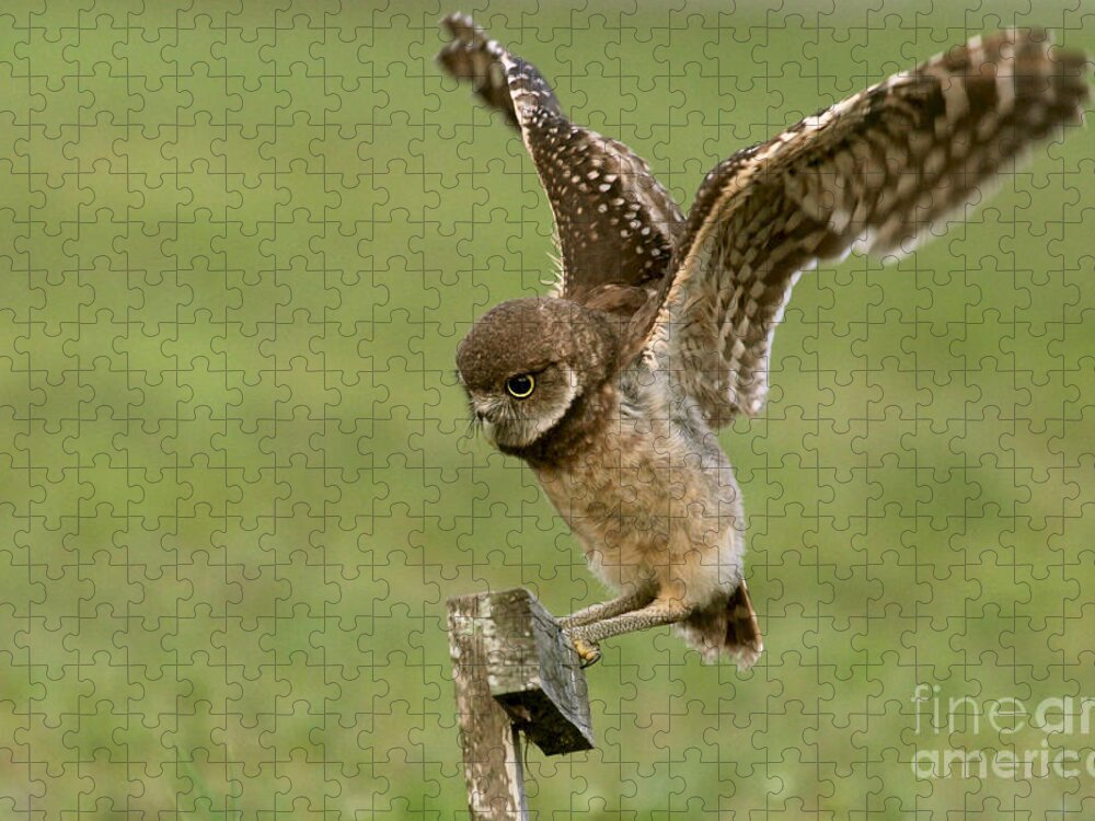 Burrowing Owl Jigsaw Puzzle featuring the photograph Burrowing Owl - Learning to Fly by Meg Rousher