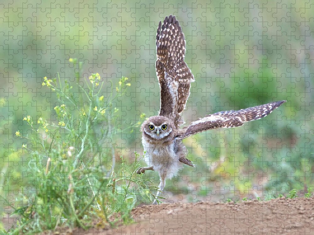Burrowing Owls Jigsaw Puzzle featuring the photograph Helloooo There by Judi Dressler