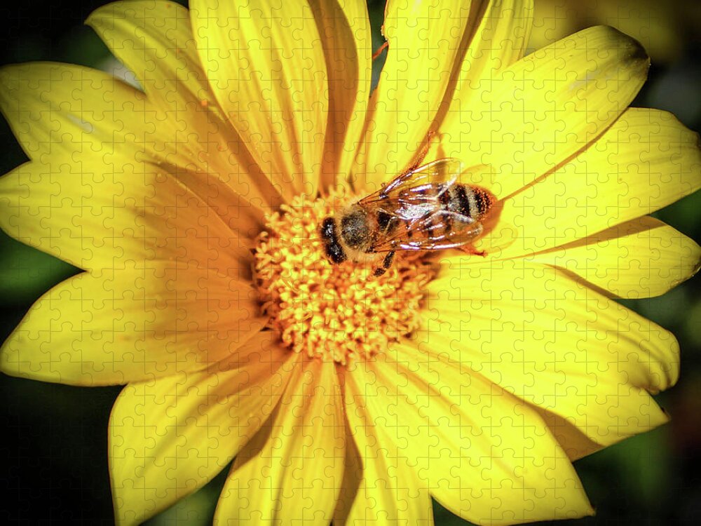 Bee Jigsaw Puzzle featuring the photograph Busy Bee by Alison Frank