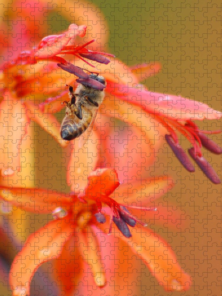 Bee Jigsaw Puzzle featuring the photograph Busy Bee by Amy Fose