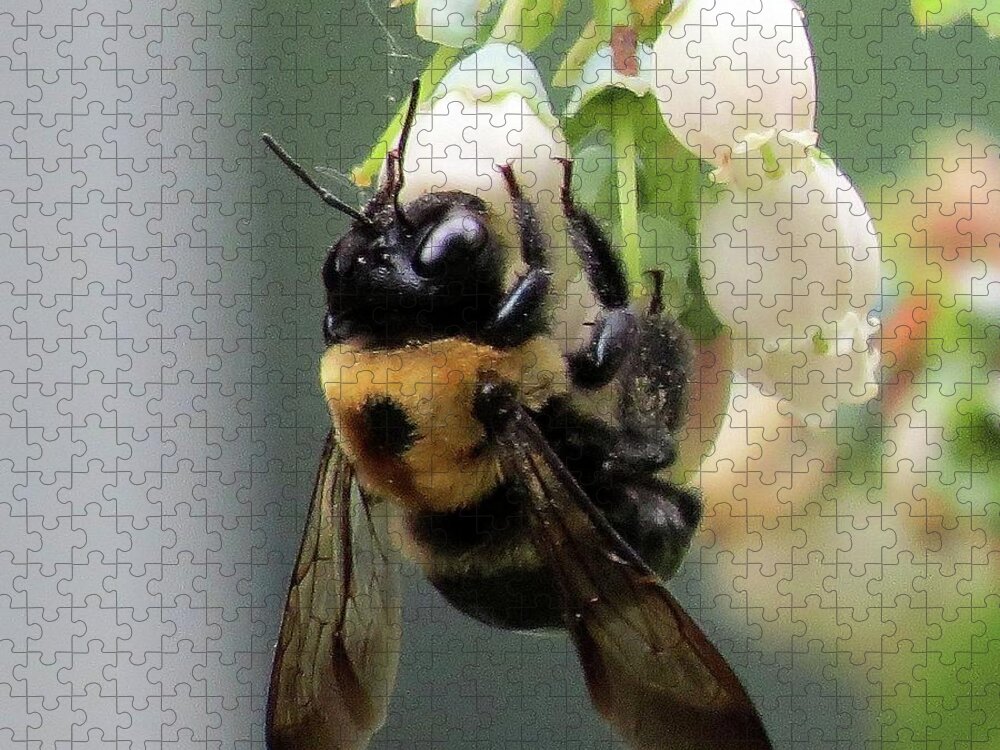 Bees Jigsaw Puzzle featuring the photograph Busy Bee on Blueberry Blossom by Linda Stern