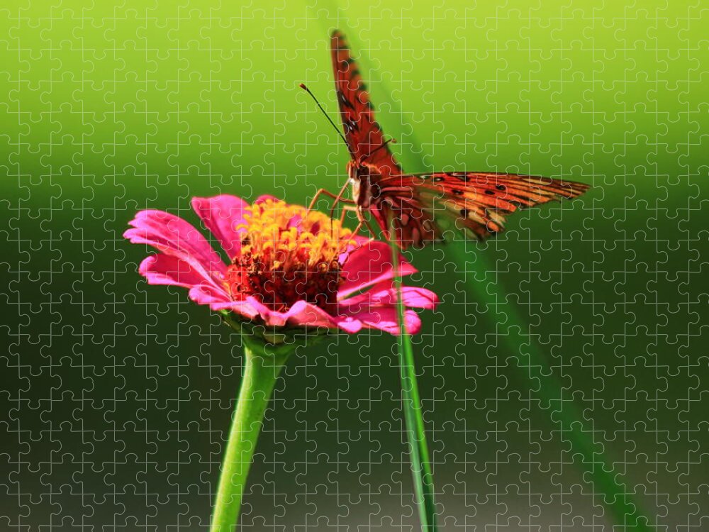 Glory Jigsaw Puzzle featuring the photograph Butterfly 2 by Kevin Wheeler