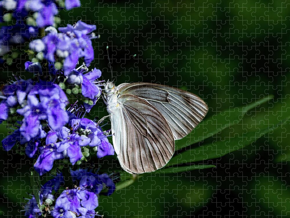 Antenna Jigsaw Puzzle featuring the photograph Butterfly and Flower by Jay Stockhaus