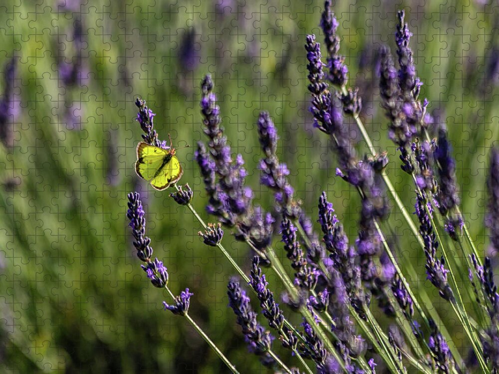 Lavender Jigsaw Puzzle featuring the photograph Butterfly n Lavender by Rod Best
