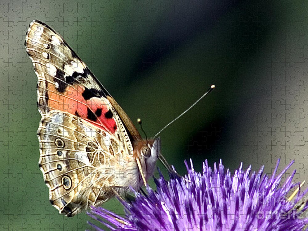 Butterfly Jigsaw Puzzle featuring the photograph butterfly on a Silybum marianum I by Nahum Budin