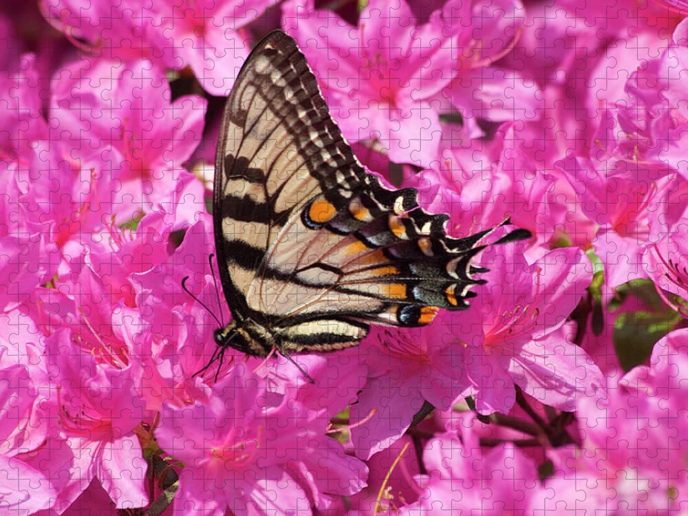 Swallowtail Jigsaw Puzzle featuring the photograph Butterfly on Azaleas by Jill Lang
