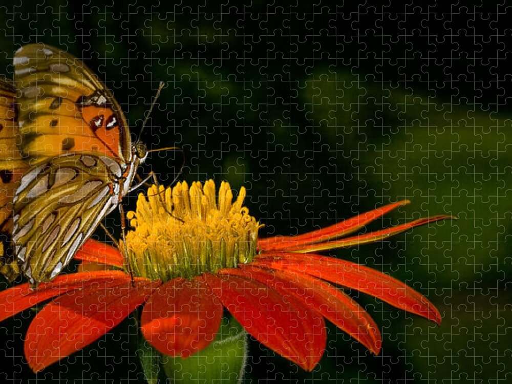 Animals Jigsaw Puzzle featuring the photograph Butterfly on Blossom by Rikk Flohr