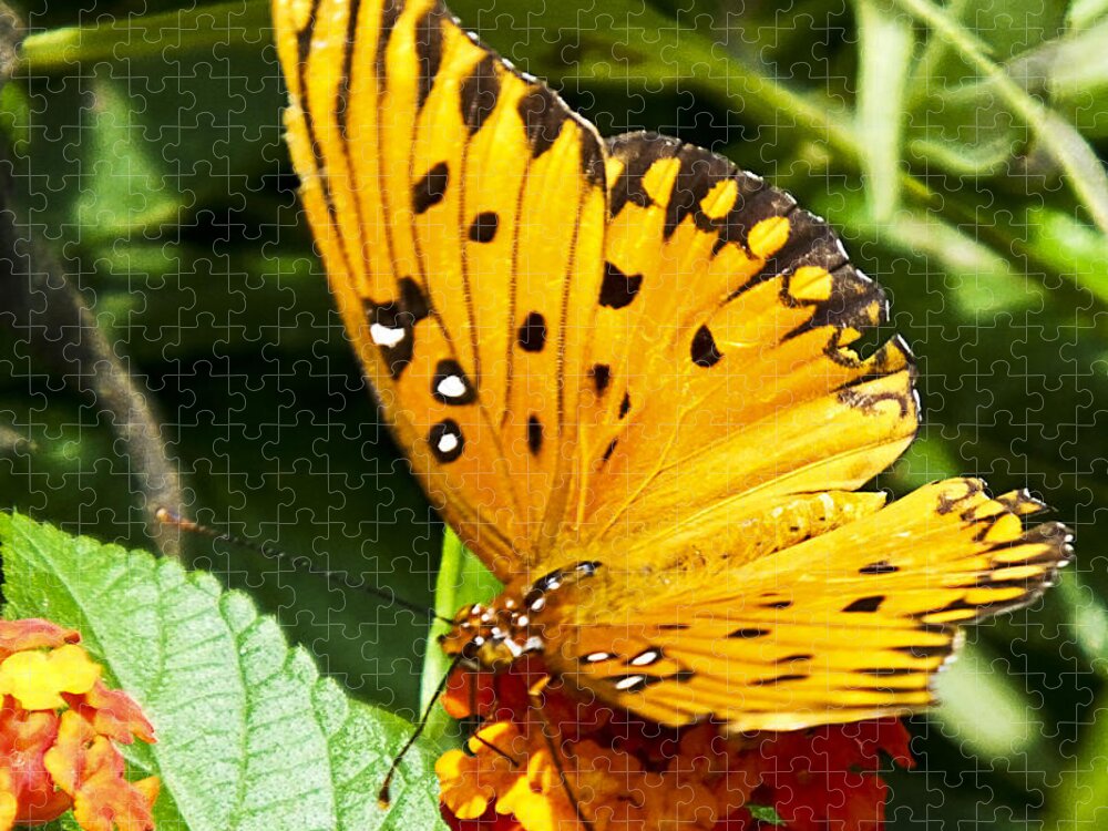 Butterfly Jigsaw Puzzle featuring the photograph Butterfly on Lantana by Bill Barber