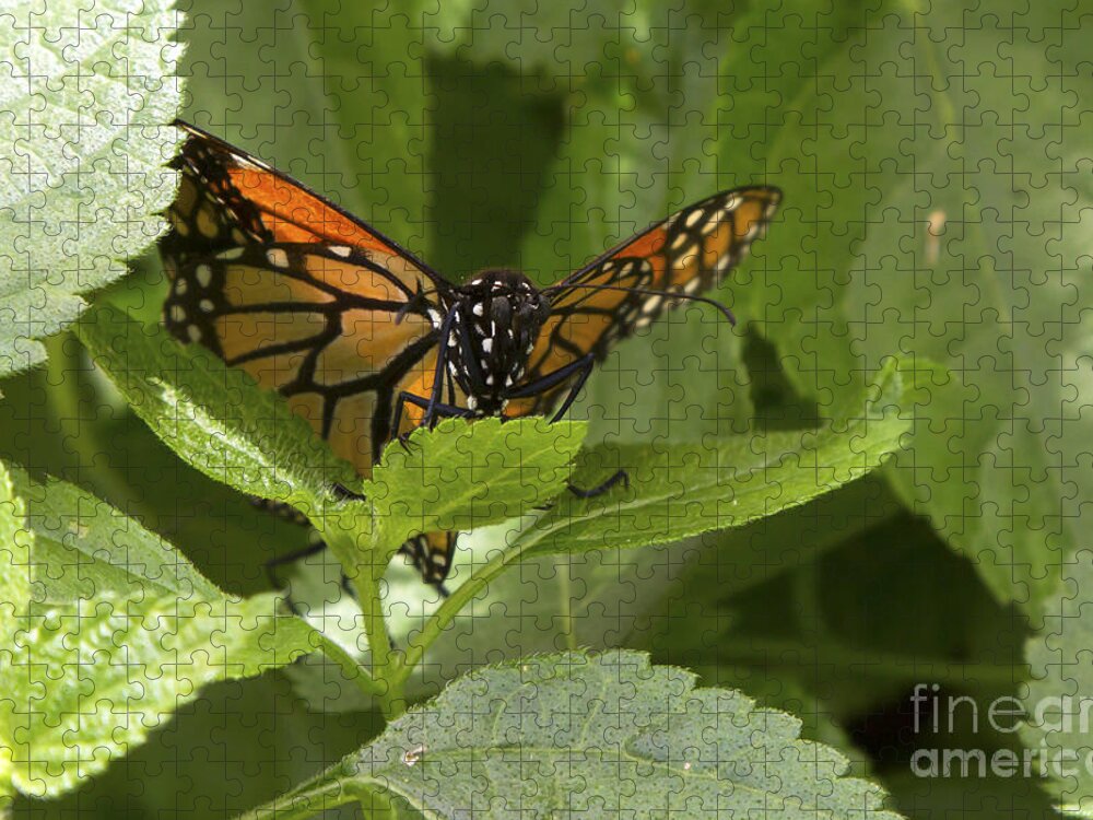 Butterfly Jigsaw Puzzle featuring the photograph Butterfly Peeking Through Leaves by Karen Foley