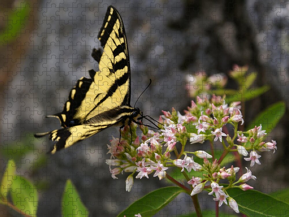 Butterfly Jigsaw Puzzle featuring the photograph Butterfly Photo #18 by Ben Upham III