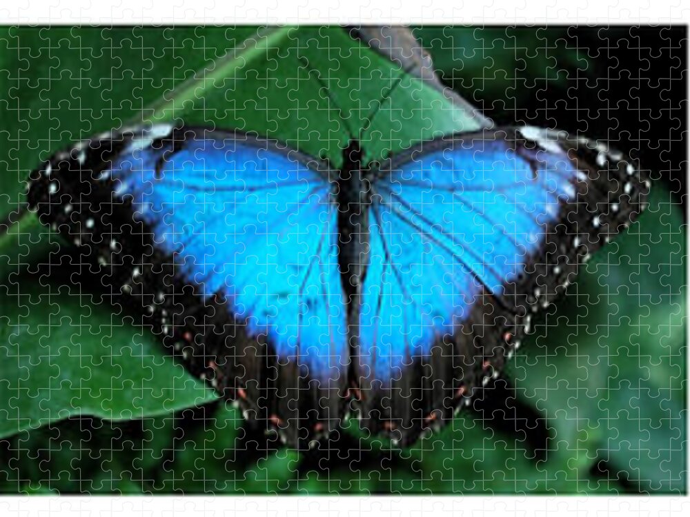 Panoramic Jigsaw Puzzle featuring the photograph Butterfly Triptych by Terence Davis