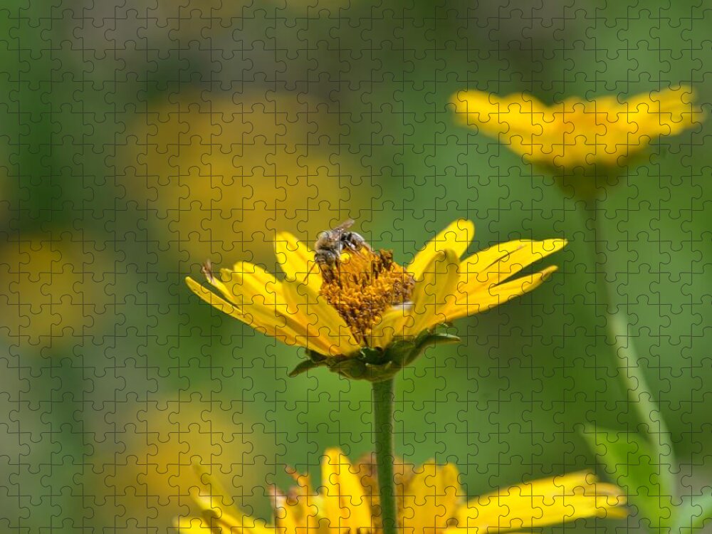 Bzzzzz Jigsaw Puzzle featuring the photograph Bzzzzz by Maria Urso