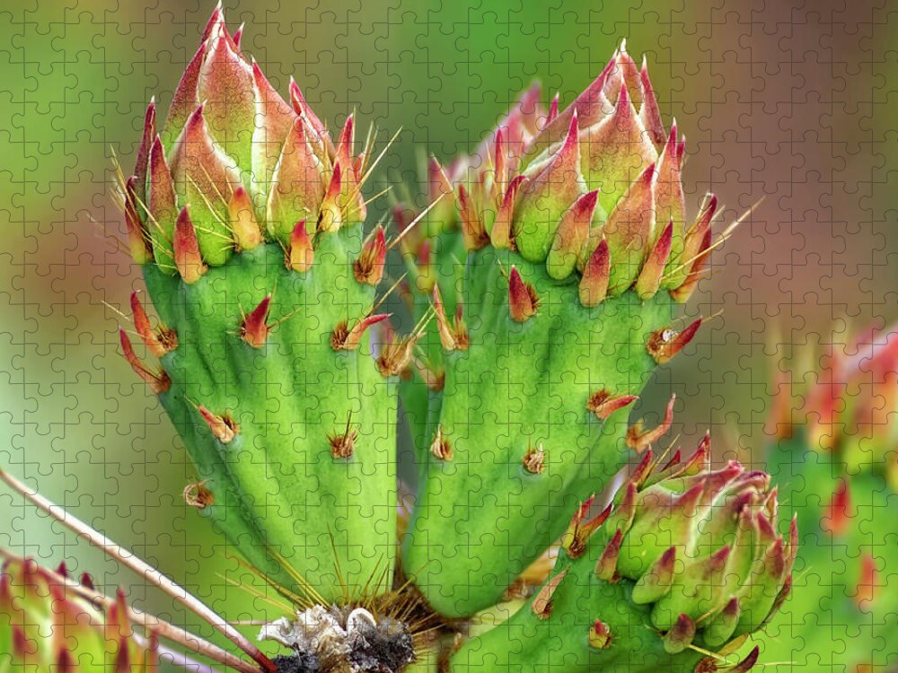 Buds Jigsaw Puzzle featuring the photograph Cactus Buds h1857 by Mark Myhaver