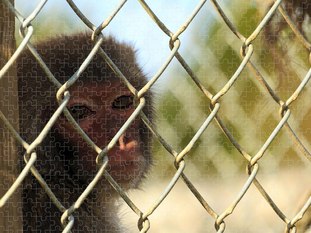 Monkey Jigsaw Puzzle featuring the photograph Caged Monkey by Travis Rogers