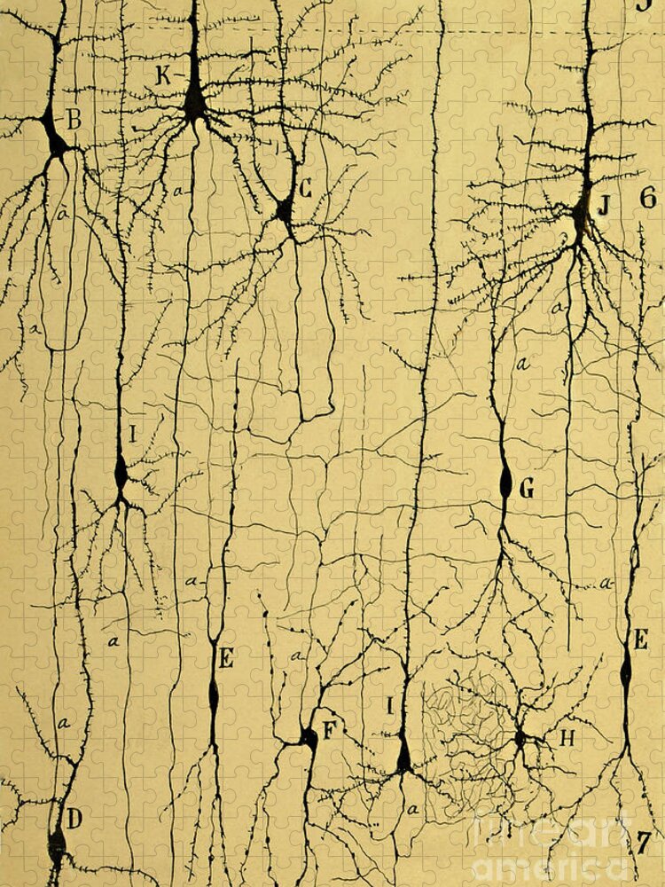 Science Jigsaw Puzzle featuring the photograph Cajal Drawing of Microscopic Structure of the Brain 1904 by Science Source