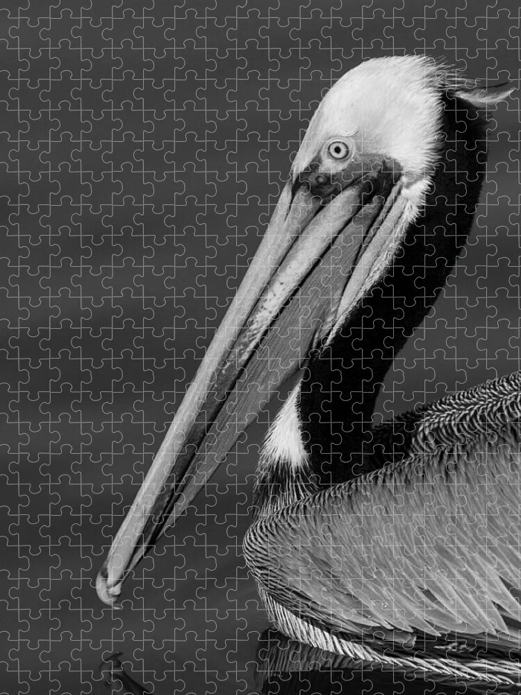 California Jigsaw Puzzle featuring the photograph California Brown Pelican Portrait black and white monochrome by Ram Vasudev
