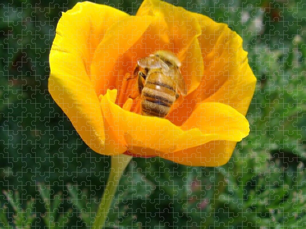 Bee Jigsaw Puzzle featuring the photograph California Poppy and Honey Bee by Liz Vernand