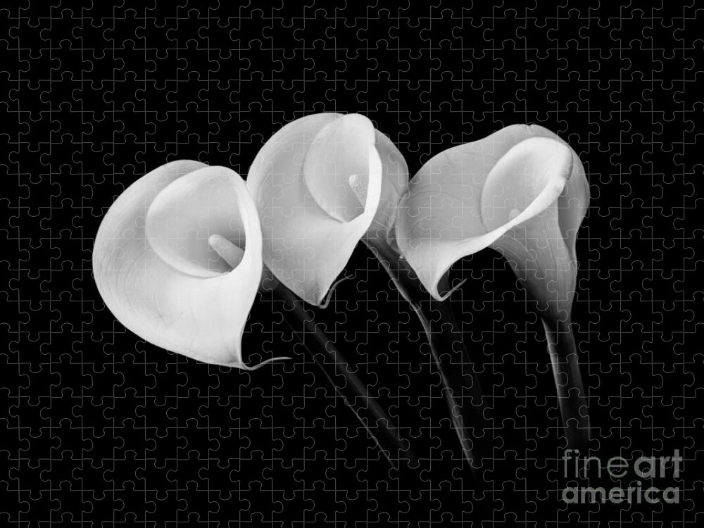 Flower Jigsaw Puzzle featuring the photograph Calla Lilies - Black and White by Larry Carr