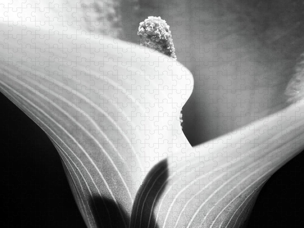Monochrome Jigsaw Puzzle featuring the photograph Calla Lily by Stelios Kleanthous